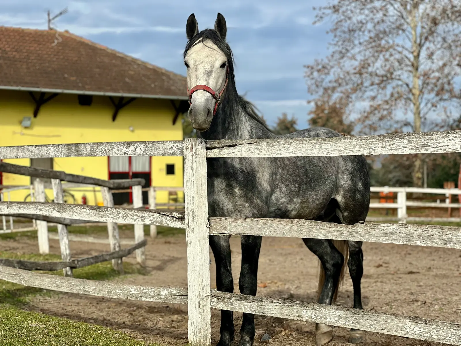Hest i bevægelse