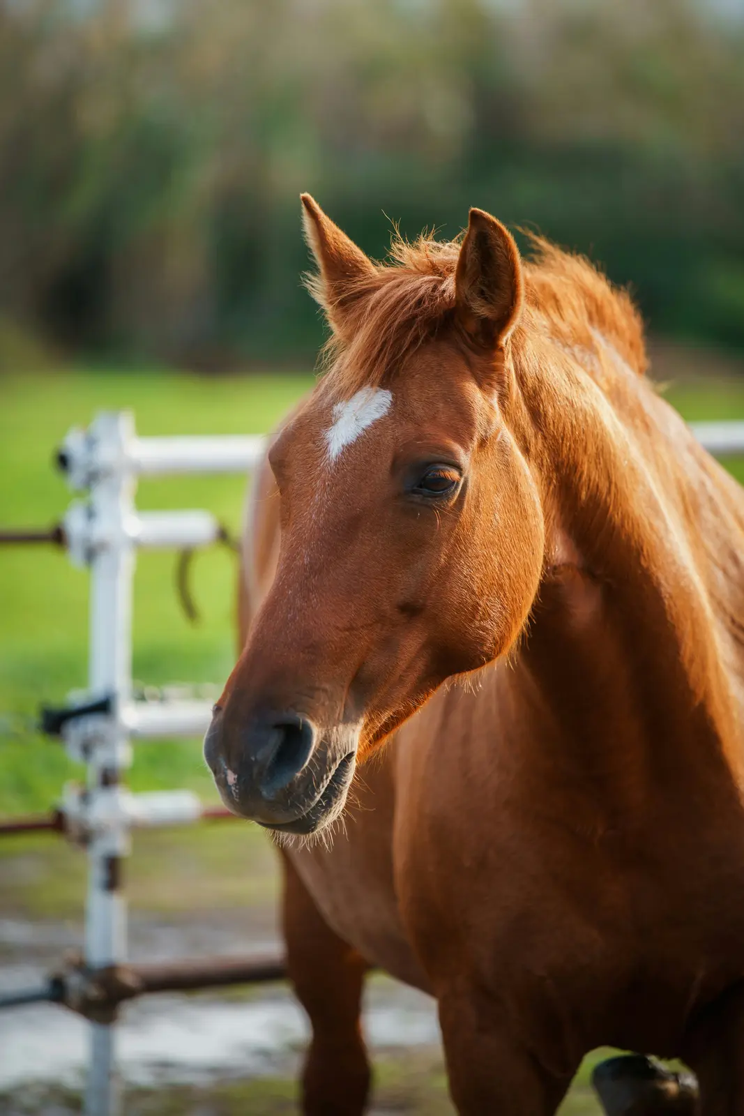 Hest i natur