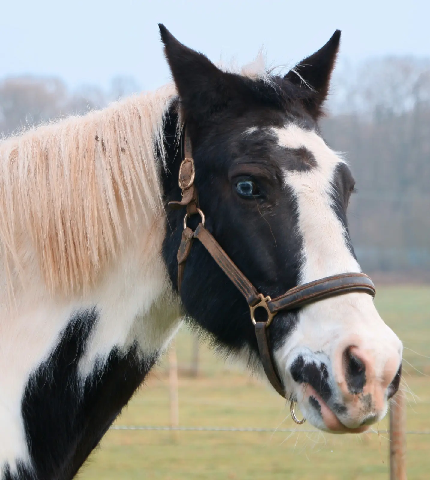 Hest portræt