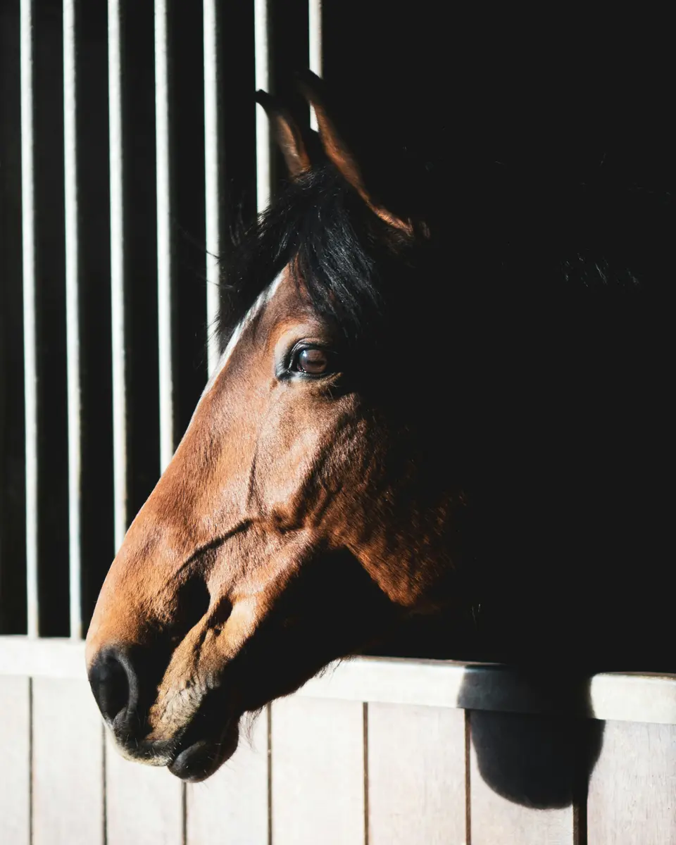 Hest i staldmiljø